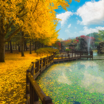 Beautiful autumn scene in Korea with golden trees and a tranquil pond explored in our Korea tours