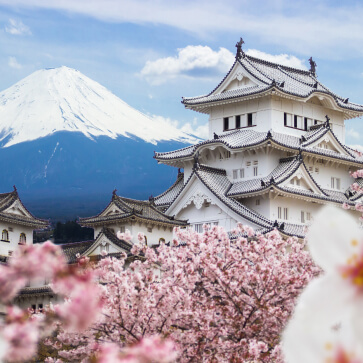 Mount Fuji and traditional Japanese architecture with cherry blossoms in the foreground part of our Japan tour packages